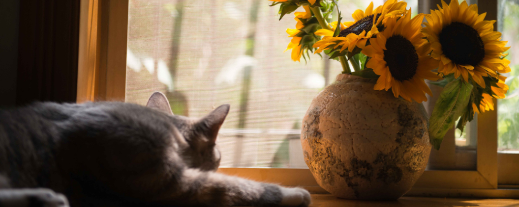 Heeft u als huiseigenaar een glasverzekering nodig?