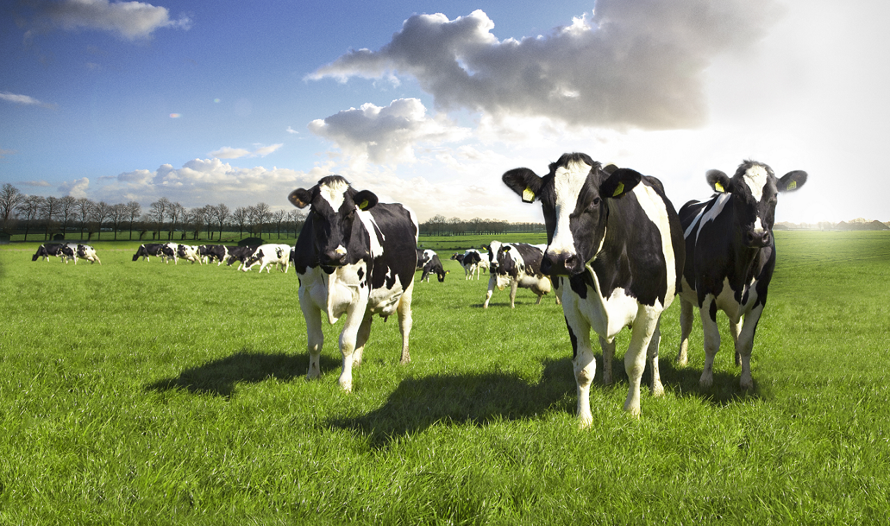 Boerenmarkt Stellendam